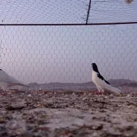 کبوتر|پرنده|زاهدان, |دیوار