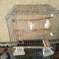 فروش عروس هلندی