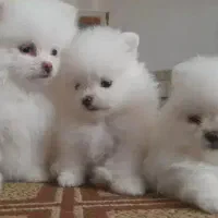 سه عدد سگ پامر خرسی اصیل