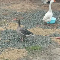 دوعدد قوغاز و یک خروس