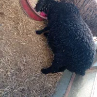 2رس بره1رس بزغاله|حیوانات مزرعه|اسفرورین, |دیوار