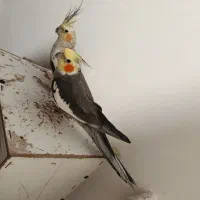 عروس هلندی فروش فوری|پرنده|تهران, قیطریه|دیوار