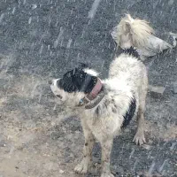 سگ خال مگسی|سگ|ساروق, |دیوار