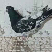 کله سیاه نر سینه پرتقالی نر