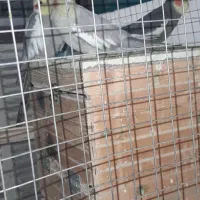 فروش 8 عدد عروس هلندی مولد و جوجه ها|پرنده|زرقان, |دیوار