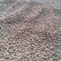 بذر یونجه مهندس موسوی|خدمات باغبانی و درختکاری|بندرعباس, |دیوار
