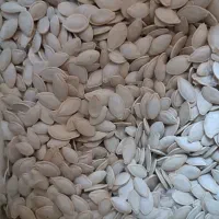 تخم کدوی پر مغز|عمده‌فروشی|آباده, |دیوار