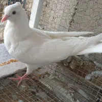 کفتر|پرنده|مبارکه, |دیوار