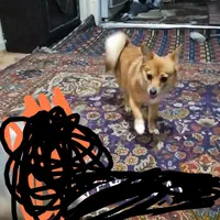 این سگ گم شده