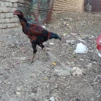 جوجه لاری|حیوانات مزرعه|تربت‌حیدریه, هاشمی‌نژاد|دیوار