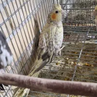 کوتوله مولد 10جفت|پرنده|رفسنجان, |دیوار