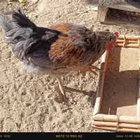 آیسبار نژاد خالص|حیوانات مزرعه|تهران, باغ فیض|دیوار