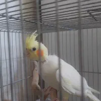 عروس هلندی نر