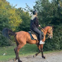 اسب نر درشور