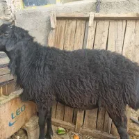 قوچ|حیوانات مزرعه|محمدشهر, زیبادشت|دیوار