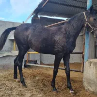 اسب شجره دار