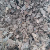 خاک برگ چنار