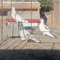 کفتر|پرنده|عطاملک, |دیوار