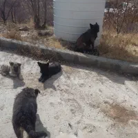 توله سگ ژرمنشپرد دوماهه نروماده|سگ|یاسوج, |دیوار