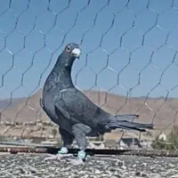 کبوتر خوشگل|پرنده|تربت‌حیدریه, ترمینال|دیوار