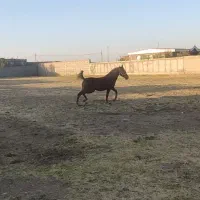 اسب ۱۶ ماهه پرخون و درشت