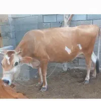 گاو جرسی اصل