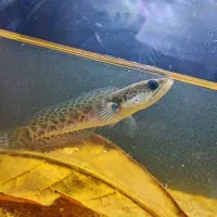 اکواریوم حرفه ای و ماهی خاص|ماهی|زابل, |دیوار