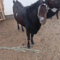 فروش پاجن پنجاب سانان قندوزی|حیوانات مزرعه|سراوان, |دیوار