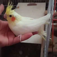 عروس هلندی ۵ عدد با ۴ عدد تخم