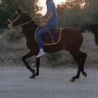 نریان کرد ۳ ساله