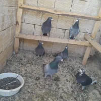 کبوتر