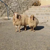 گوسفند نر و ماده