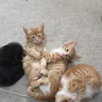 ۴ تا بچه گربه ۲ ماهه DSH واگذار می شوند