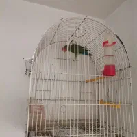 طوطی برزیلی|پرنده|ایلام, |دیوار