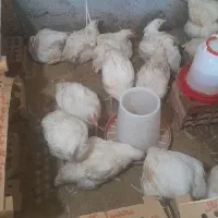 مرغ گوشتی درخانببین