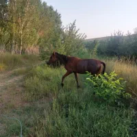 اسب|اسب و تجهیزات اسب‌سواری|چهارباغ, |دیوار