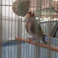 سهره|پرنده|پاکدشت, حصار امیر|دیوار