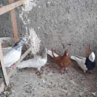 زرد دم سفید