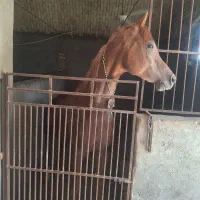 اسب عرب دو سرنریون