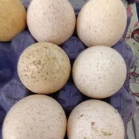 تخم نطفه بالای بوقلمون فروشی