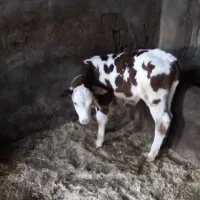 گوساله نر سیمینتال