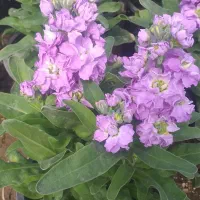 گل شبو گلدانی کاشت برای باغچه