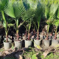 گل و گیاه بیرونی|خدمات باغبانی و درختکاری|عباس‌آباد, |دیوار