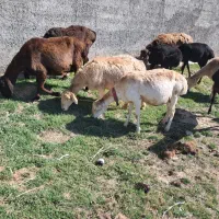 میش چینی|حیوانات مزرعه|مرودشت, تخت جمشید|دیوار