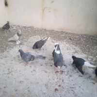 کفتر کبوتر|پرنده|شیراز, ویلاشهر|دیوار