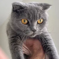 گربه نژاد اسکاتیش