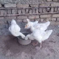 استرالوپ گلین ،سمانی سوماترا یوکاهاما بلک ،قوغاز|حیوانات مزرعه|تهران, مشیریه|دیوار