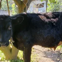 گوسالهنراصیل|حیوانات مزرعه|کومله, |دیوار