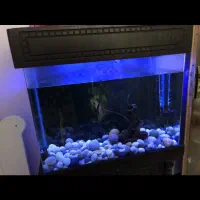 اکواریوم|ماهی|تهران, چیتگر شمالی|دیوار