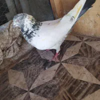 کفتر گرفتنی